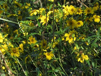 Bidens laevis, photographed by Sebastián Fornés