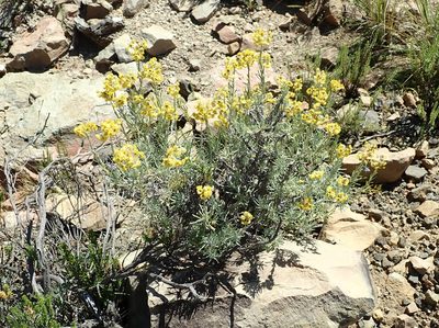 Helichrysum splendidum, photographed by Peter Warren