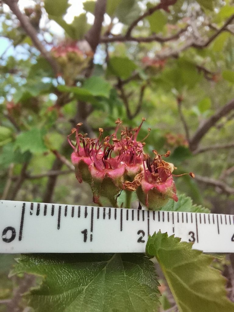 Crataegus greggiana, photographed by Rafael Torres