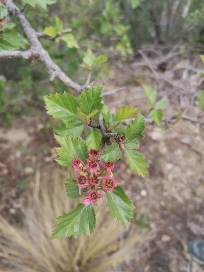 Crataegus greggiana, photographed by Rafael Torres