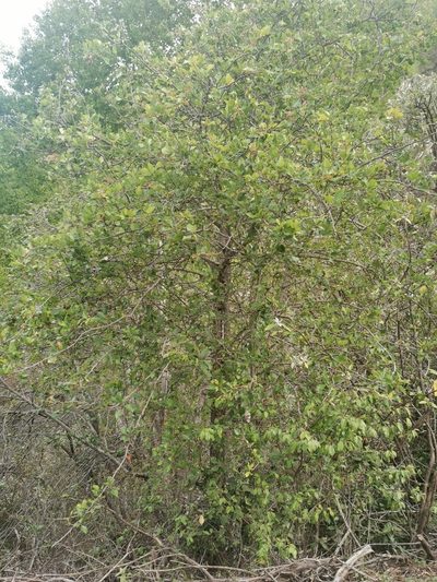 Crataegus greggiana, photographed by Rafael Torres