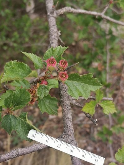Crataegus greggiana, photographed by Rafael Torres
