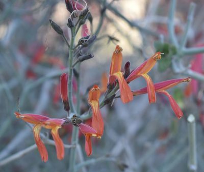 Justicia californica, photographed by Gail A Baker