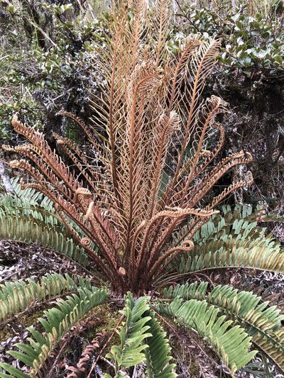 Lomariocycas schomburgkii, photographed by Loren Cassin Sackett
