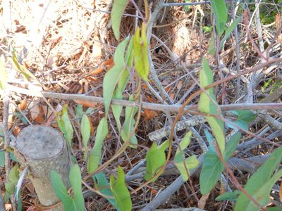 Ipomoea sagittata, photographed by Ryan Watson