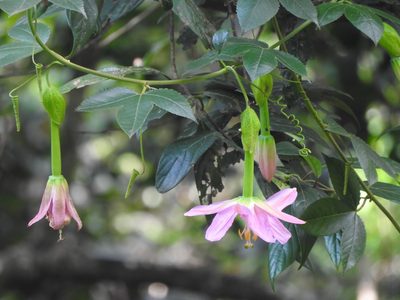 Passiflora tarminiana, photographed by Amar Bharathy