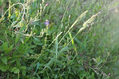 Polypogon fugax, photographed by harum.koh