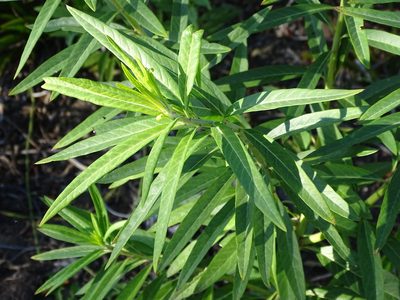 Gomphocarpus physocarpus, photographed by Shaun Swanepoel