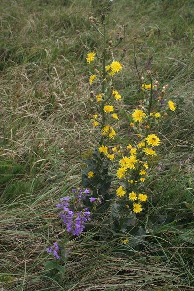 Crepis pannonica, photographed by Oleg Kosterin