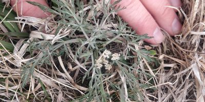 Lomatium orientale, photographed by Jeff D Hansen
