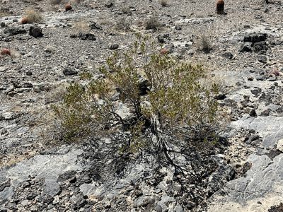 Peucephyllum schottii, photographed by CK2AZ