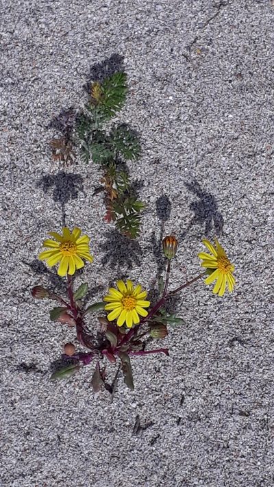 Senecio transiens, photographed by Alessia Guggisberg