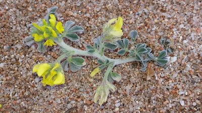 Medicago marina, photographed by Alessia Guggisberg