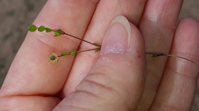 Sagina maritima, photographed by Alessia Guggisberg