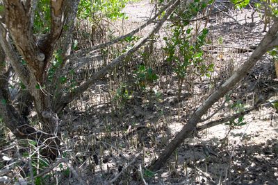 Avicennia germinans, photographed by Paul Asman