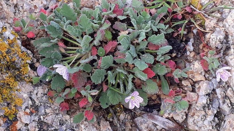 Erodium corsicum, photographed by Alessia Guggisberg
