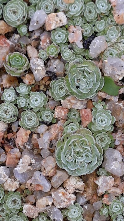 Filago tyrrhenica, photographed by Alessia Guggisberg