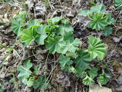 Alchemilla vulgaris, photographed by Zeke Marshall