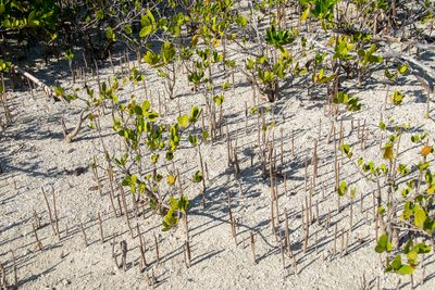 Avicennia germinans, photographed by Paul Asman
