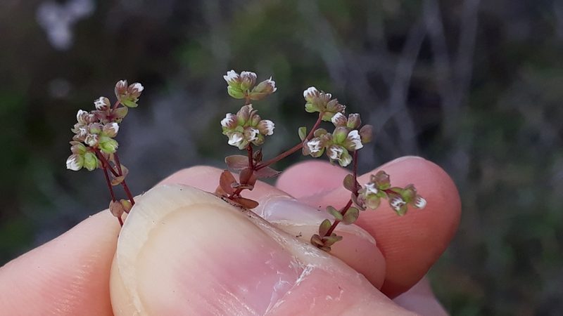 Radiola linoides, photographed by Alessia Guggisberg