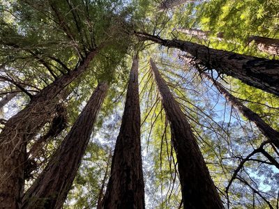 Sequoia sempervirens, photographed by Nelson Balcar
