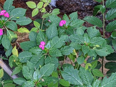 Impatiens walleriana, photographed by Pieter Huybrechts
