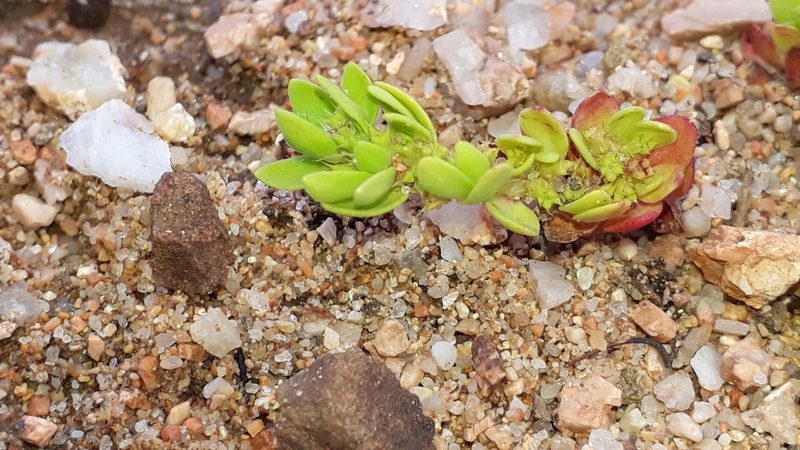 Paronychia echinulata, photographed by Alessia Guggisberg