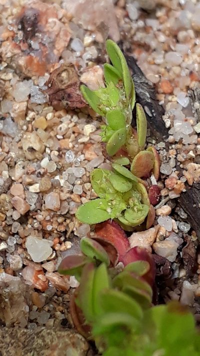 Paronychia echinulata, photographed by Alessia Guggisberg