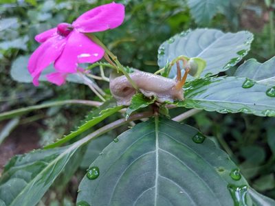 Impatiens walleriana, photographed by Pieter Huybrechts