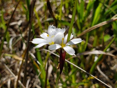Sisyrinchium albidum, photographed by Samuel A Schmid, PhD, PWS