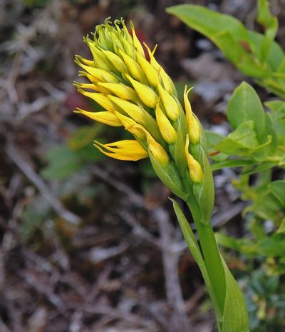 Gavilea lutea, photographed by Hugo Hulsberg