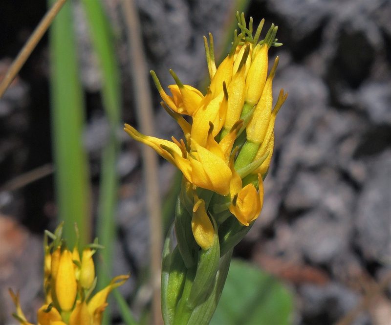 Gavilea supralabellata, photographed by Hugo Hulsberg