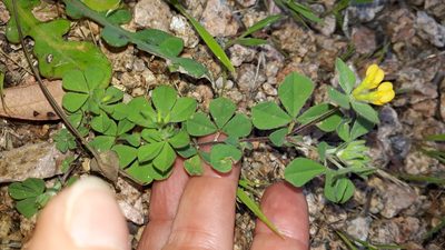 Lotus ornithopodioides, photographed by Alessia Guggisberg