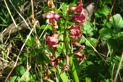 Hyacinthus orientalis, photographed by Zeke Marshall