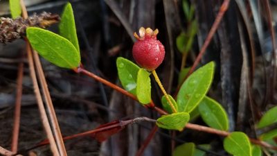 Mosiera longipes, photographed by Michelle Sevcovas