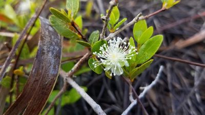 Myrcianthes fragrans, photographed by Michelle Sevcovas
