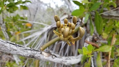 Vanilla barbellata, photographed by Michelle Sevcovas