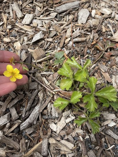 Waldsteinia ternata, photographed by Haley Gladitsch