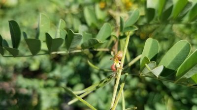 Indigofera tinctoria, photographed by Michelle Sevcovas