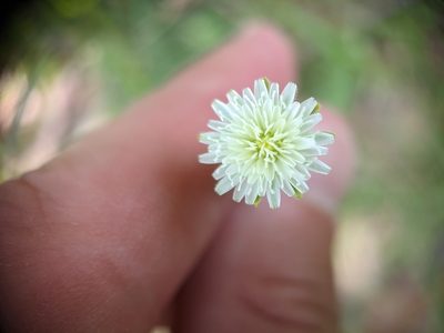 Hypochaeris albiflora, photographed by ncb1221