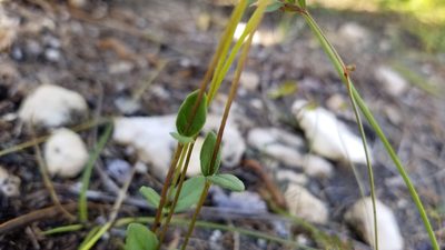 Mitreola sessilifolia, photographed by Michelle Sevcovas
