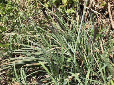Carex flacca, photographed by Jason Grant