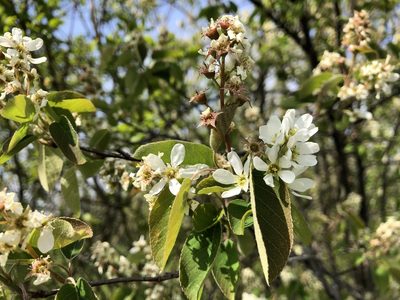 Amelanchier ovalis, photographed by Jason Grant