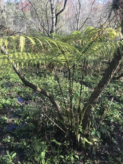 Pteris tripartita, photographed by Pete Diamond
