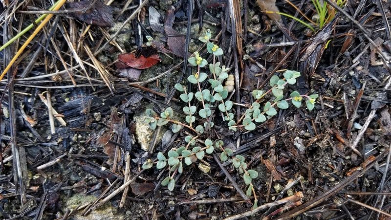 Euphorbia deltoidea, photographed by Michelle Sevcovas