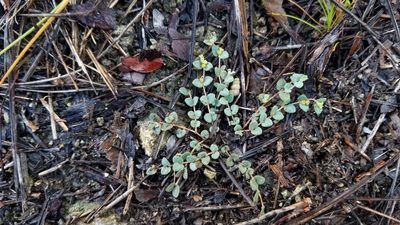 Euphorbia deltoidea, photographed by Michelle Sevcovas
