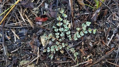 Euphorbia deltoidea, photographed by Michelle Sevcovas