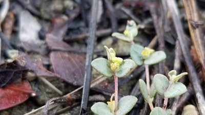 Euphorbia deltoidea, photographed by Michelle Sevcovas