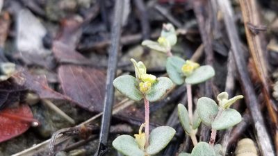 Euphorbia deltoidea, photographed by Michelle Sevcovas
