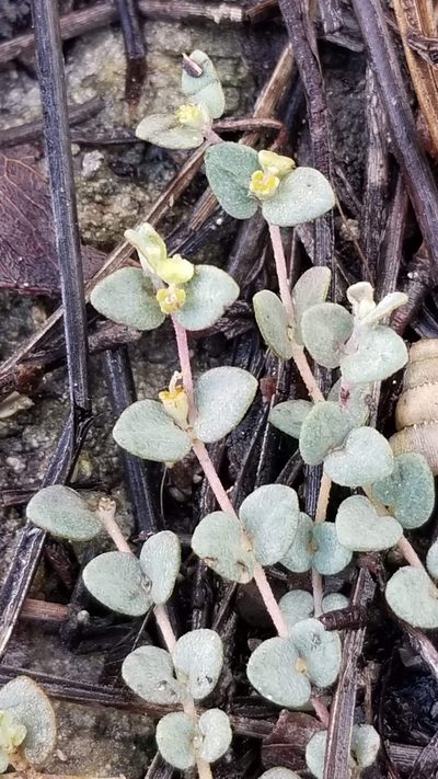 Euphorbia deltoidea, photographed by Michelle Sevcovas